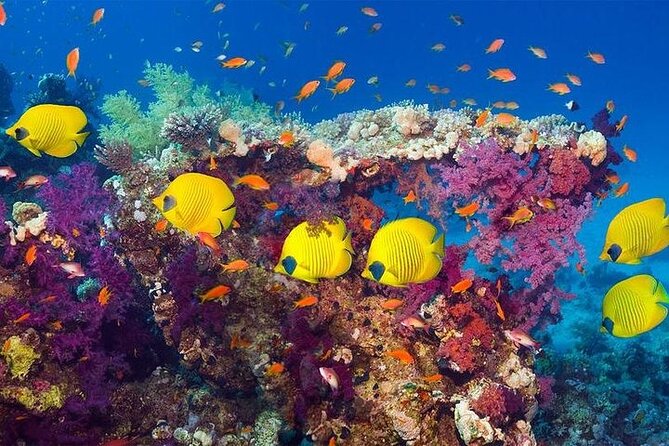 Hurghada Scuba Diving Full Day Boat Trip for beginners With Lunch & Transfer - Lunch, soft drinks, and a useful break on deck