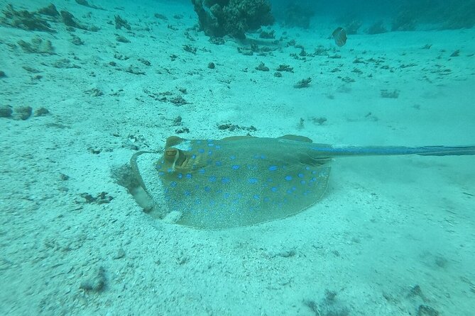 Hurghada Scuba Diving Full Day Boat Trip for beginners With Lunch & Transfer - A second site, and more choice for your afternoon