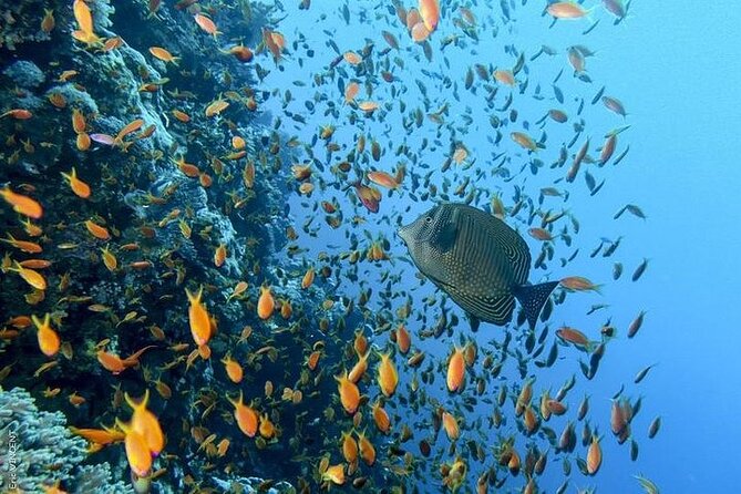 Hurghada Scuba Diving Full Day Boat Trip for beginners With Lunch & Transfer - Returning to Hurghada in the late afternoon