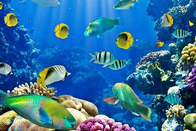 Hurghada Scuba Diving Full Day Boat Trip for beginners With Lunch & Transfer - Who will get the most from this trip