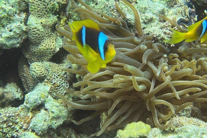 Hurghada Scuba Diving Full Day Boat Trip for beginners With Lunch & Transfer - The 8:00 am pickup and ride to the boat
