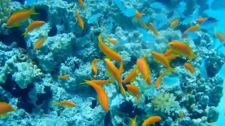 Hurghada Scuba Diving Trip with Pick-up, Lunch - Lunch on board and a proper pause