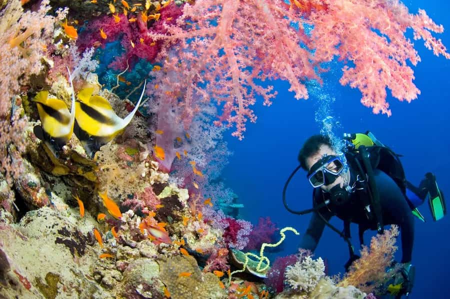 Hurghada Scuba Diving Trip with Pick-up, Lunch - The second site gives you a second chance