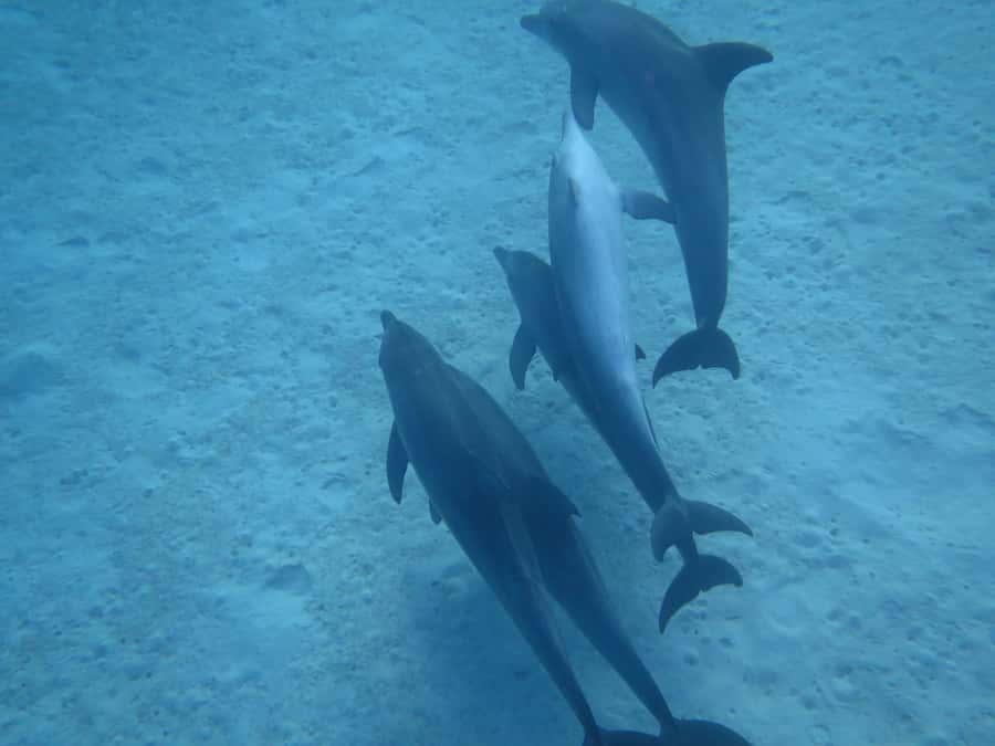 Hurghada Scuba Diving Trip with Pick-up, Lunch - How much value do you get for $68?