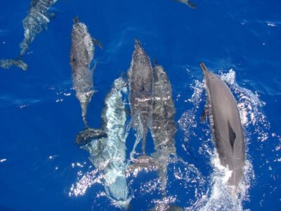 Snorkeling 6 x 1 to Orange Bay w Diving & Massage