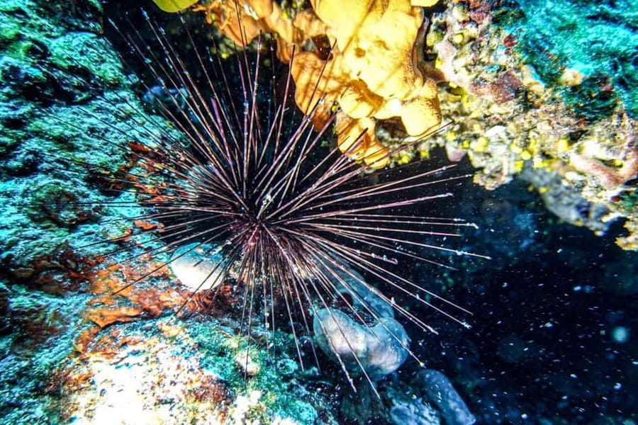 Hvar: Try Dive/Discover Scuba Diving Program - Key points to know before booking