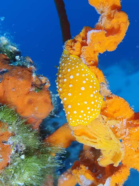 Hvar: Try Dive/Discover Scuba Diving Program - FAQ