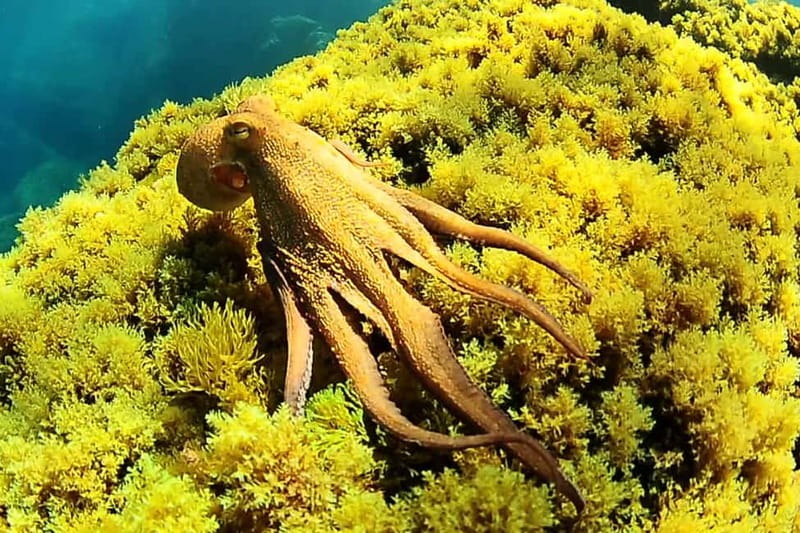 Ibiza: PADI Discover Scuba Diving & Snorkeling Boat Trip - Key points to know before booking