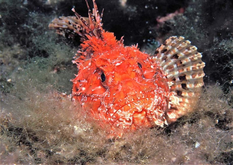 Ibiza: PADI Discover Scuba Diving & Snorkeling Boat Trip - The value of the $177 price