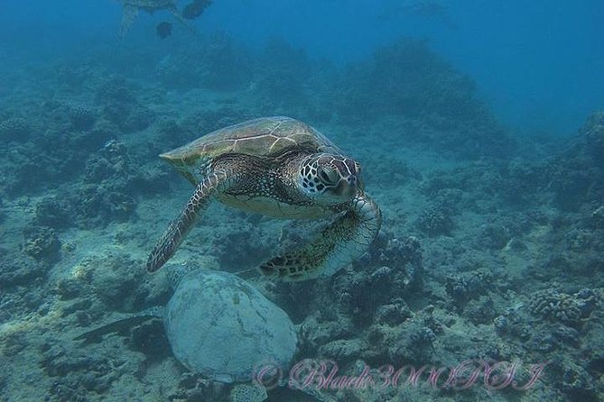 Incredibly Fun Coral Reef Giant Sea Turtles 4hour Boat Scuba Tour - Weather, visibility, and cancellation risk