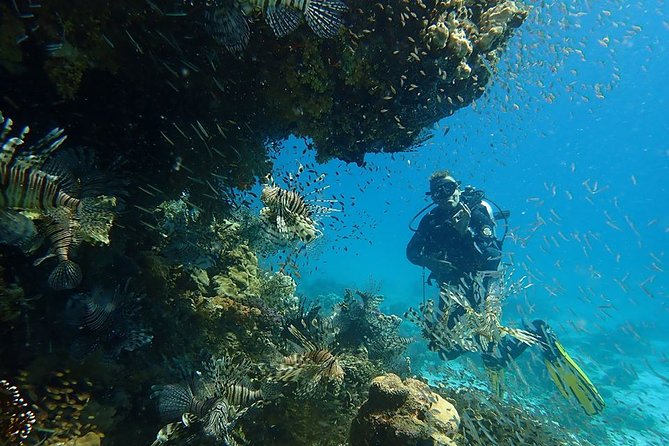 Intro Diving 2 Stops For Beginners with Pick-up and Lunch - Hurghada - The second reef session and underwater wildlife