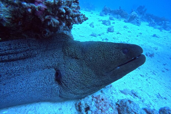 Intro Diving Beginner and Discover Red Sea Underwater - The 90-minute rest period on the boat