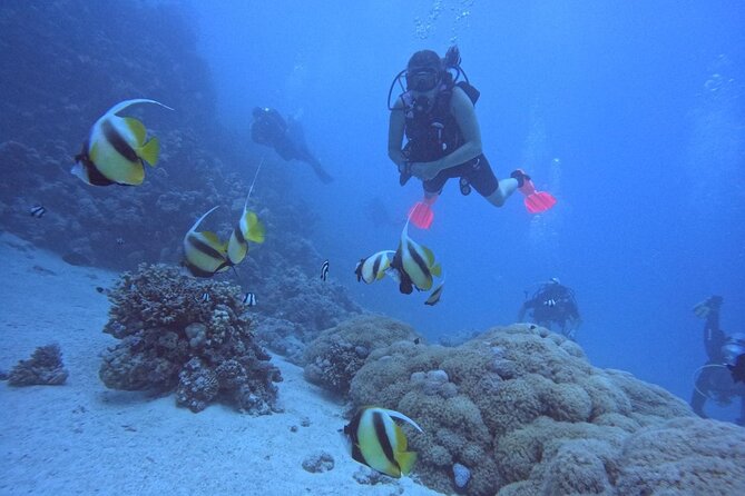 Intro Diving Beginner and Discover Red Sea Underwater - The first underwater session near Abu Ramada or Giftun