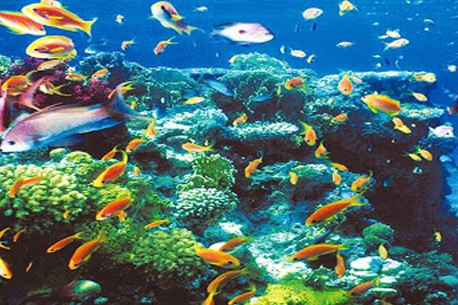 Intro Diving for Beginners in Hurghada with Pick-up and Lunch - How this compares with a formal scuba course