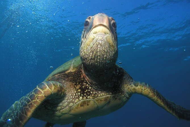 Intro/Refresher Dive Swim Ability Required - Is $239 a Fair Price?