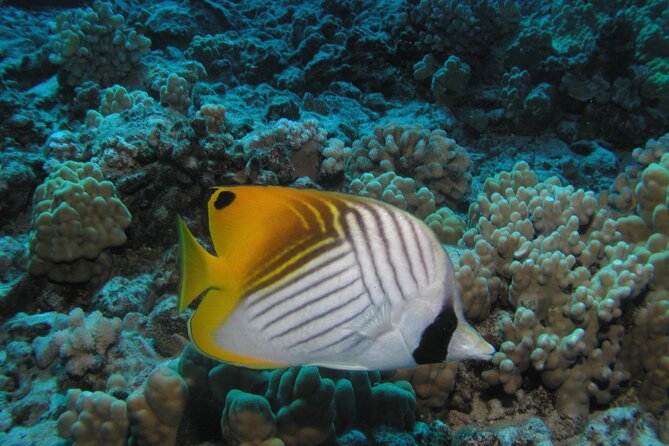 Intro/Refresher Dive Swim Ability Required - Booking, Weather, and Cancellation Details