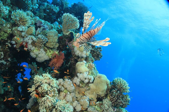 Intro Scuba Diving: 2 Dive Stops With Lunch & transfer - Hurghada - Snorkeling for the in-between moments