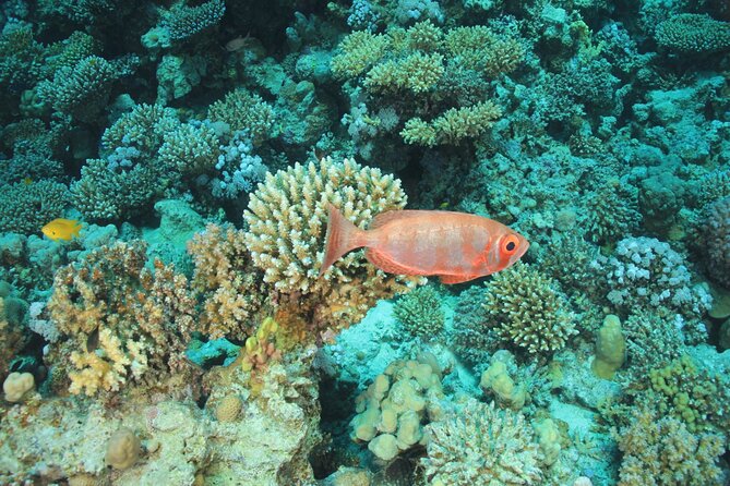 Intro Scuba Diving: 2 Dive Stops With Lunch & transfer - Hurghada - How the price affects the value
