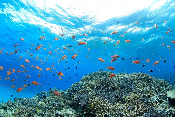 Intro Scuba Diving 2 Stops Trip with Transfers & Lunch - Hurghada - A full Red Sea day from Hurghada