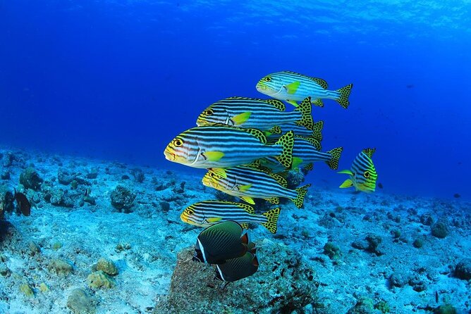 Intro Scuba Diving 2 Stops Trip with Transfers & Lunch - Hurghada - The 90-minute break, lunch, and sea views