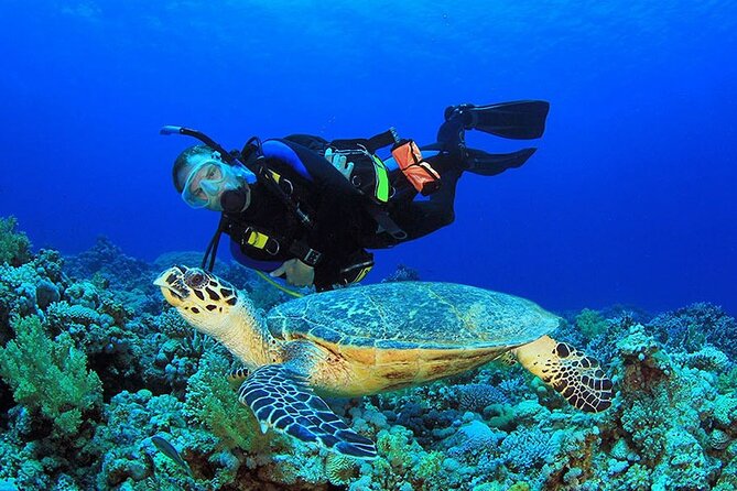 Intro Scuba Diving 2 Stops Trip with Transfers & Lunch - Hurghada - Who should book this Hurghada trip