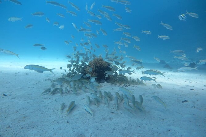 Intro Scuba Diving - The second session at about 10 meters