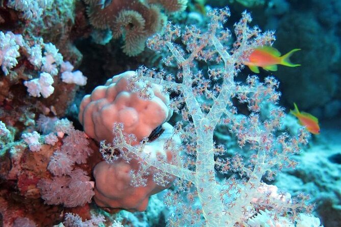 Introduction: Diving from the Reef in Sharm El Sheikh - Why the small group matters