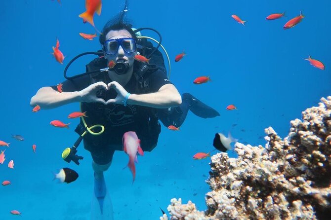 Introduction: Diving from the Reef in Sharm El Sheikh - Seeing fish and coral at close range