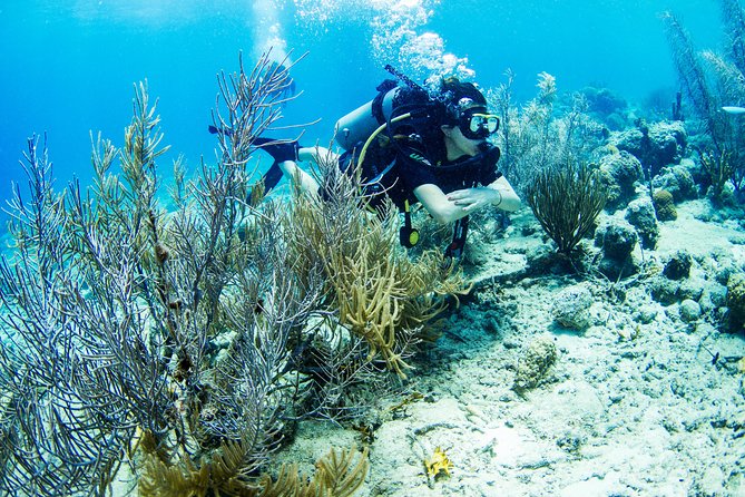 Introduction Shore Dive with Scubaçao (1 dive) - Key points at a glance