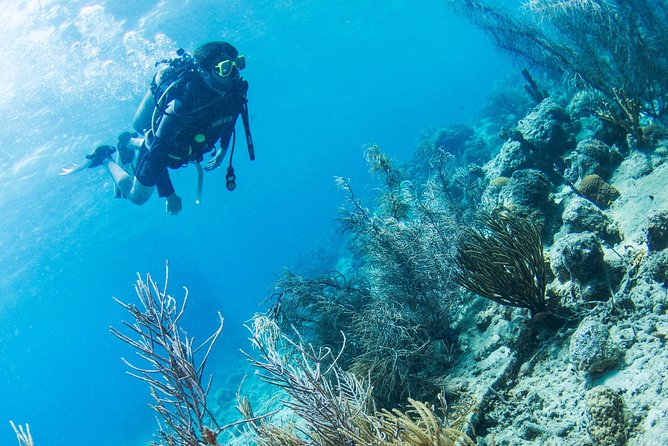 Introduction Shore Dive with Scubaçao (1 dive) - A gentle first step into Curaçao’s underwater world