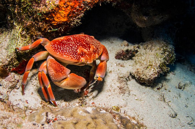 Introduction Shore Dive with Scubaçao (1 dive) - A good fit for families and cautious beginners
