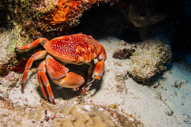 Introduction Shore Dive with Scubaçao (1 dive) - What the $130 price includes
