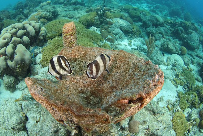Introduction Shore Dive with Scubaçao (2 dives) - What you may see underwater