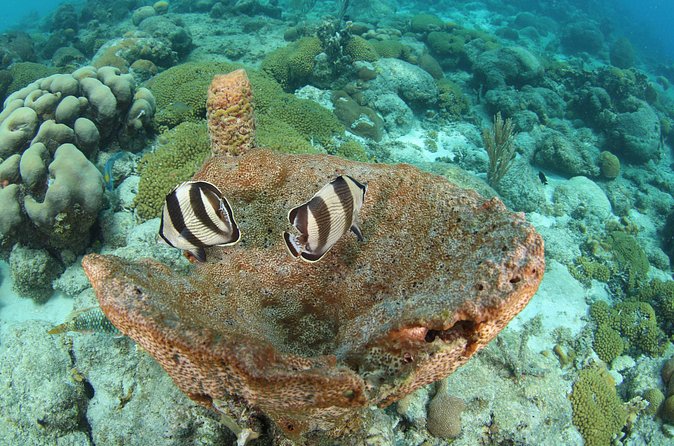 Introduction Shore Dive with Scubaçao (2 dives) - The private-group advantage