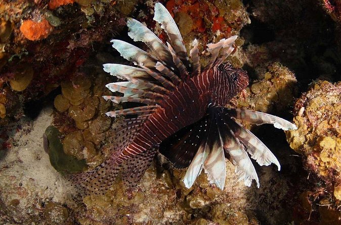Introduction Shore Dive with Scubaçao (2 dives) - Who should book this experience