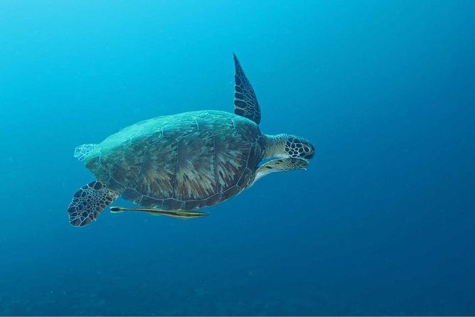 Introduction Shore Dive with Scubaçao (2 dives) - The shore-entry format