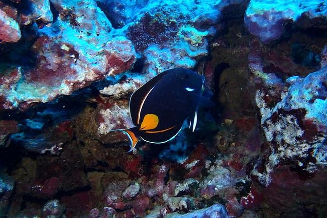 Introductory Beach Scuba Dive - Why the pool session matters before Hilo Bay