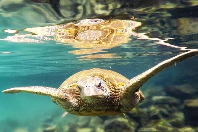 Introductory Beach Scuba Dive - Patient coaching for nervous beginners