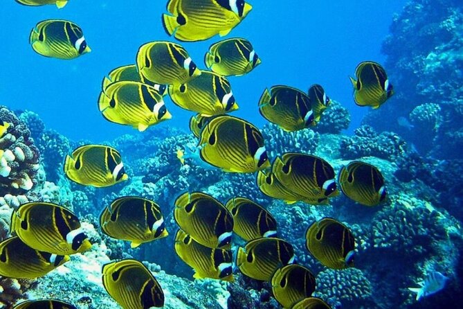 Introductory Beach Scuba Dive - The health rules are part of the experience