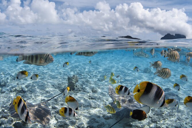 Introductory Dive in Bora Bora (afternoon) - What this Bora Bora scuba lesson is really like