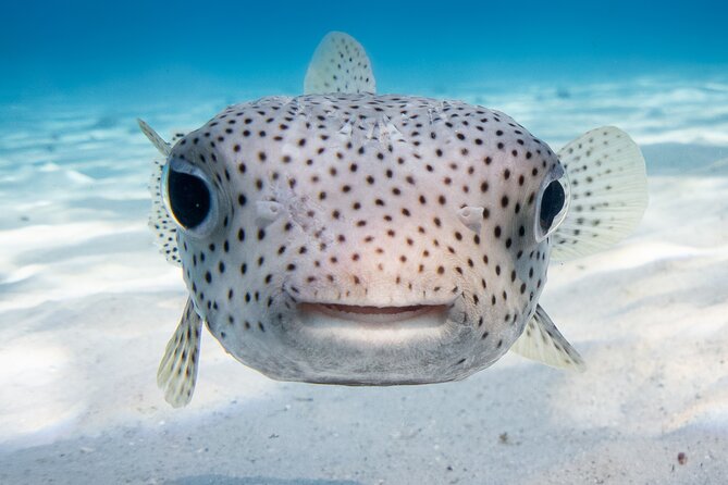 Introductory Dive in Bora Bora (afternoon) - A closer look at the afternoon itinerary