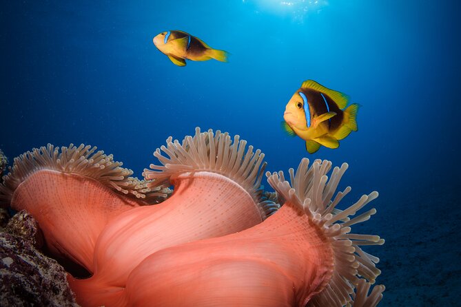 Introductory Dive in Bora Bora (afternoon) - The overall feel of the instruction
