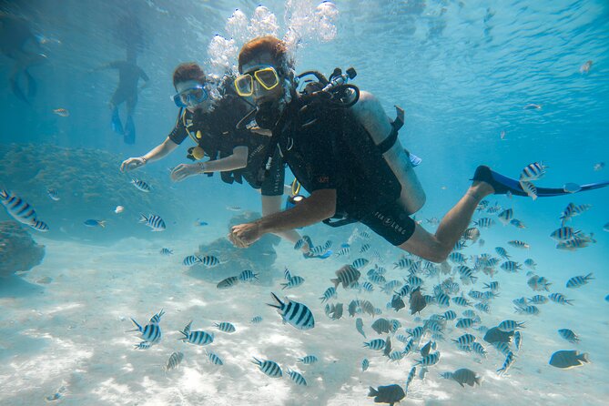 Introductory Dive in Bora Bora (afternoon) - The underwater setting near Matira Beach