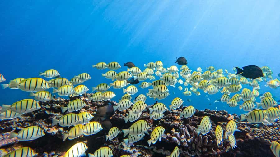 Introductory dive, to get started! - A gentle first look beneath St Leu Bay