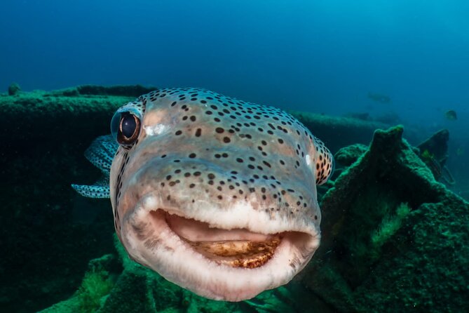 Introductory Diving Class in the Cozumel Reefs - Two reefs, about one hour at each