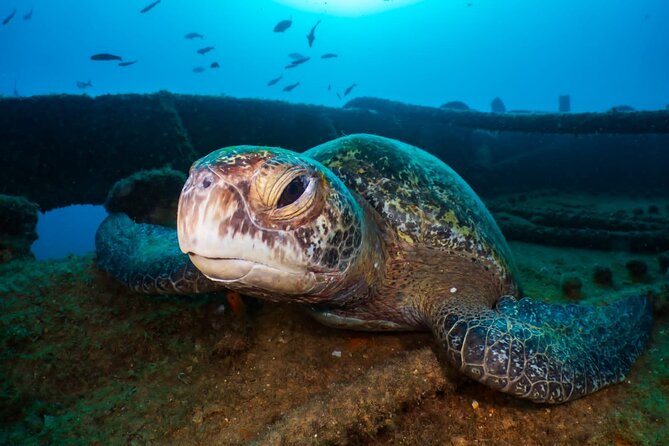 Introductory Diving Class in the Cozumel Reefs - What the two-person limit changes