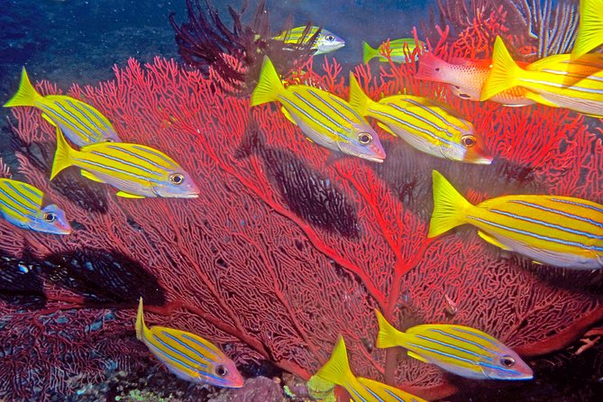 Introductory Scuba Dive experience - Whitetip Marine Adventures - Why Small Groups Matter for First-Time Scuba