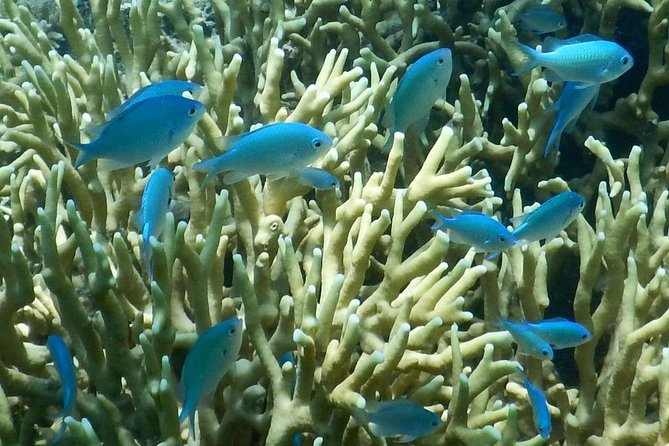 Introductory Scuba Dive experience - Whitetip Marine Adventures - The Boat Ride Is Part of the Tradeoff