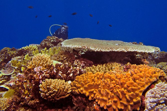 Introductory Scuba Dive experience - Whitetip Marine Adventures - What the $230.48 Price Includes
