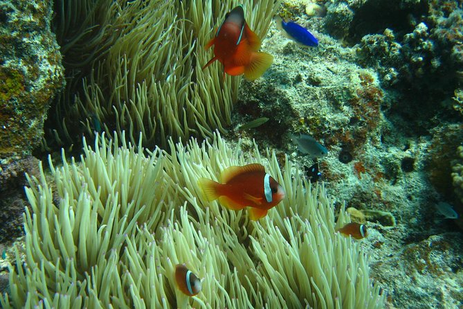Introductory Scuba Dive experience - Whitetip Marine Adventures - The Shallow-Water Check Makes the Morning Work